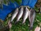 Different types of South Indian Fishes selling in a open stall roadside