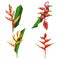 Different types of tropical flowers Heliconia. Heliconia bihai, rostrata and others. Blooming tropical floral.