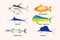 different types of Tuna Fish, Marlin, Sailfish, Barracuda, magi - magi or dolphin fish and red snapper