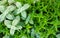 Different types and varieties of mint grow in the garden. Natural wallpaper. Aromatherapy. Nature