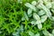 Different types and varieties of mint grow in the garden. Natural wallpaper. Aromatherapy. Nature