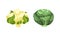 Different varieties of cabbage set. Cauliflower and savoy cabbage vector illustration