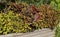 Different varieties of Coleus with colorful foliage