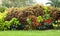 Different varieties of Coleus with colorful foliage