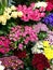 Different varieties. Fresh spring flowers in refrigerator for flowers in flower shop.
