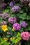 Different varieties of hydrangeas blooming in a garden