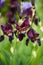 Different varieties of irises
