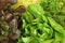 Different varieties of lettuce, batavia, red and green lettuce