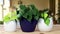 Different varieties of neon, green and variegated leaf of philodendron brazil plants in ceramic pots