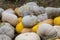 Different varieties of squashes and pumpkins. Colorful halloween vegetables