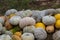 Different varieties of squashes and pumpkins. Colorful halloween vegetables