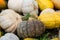 Different varieties of squashes and pumpkins. Colorful halloween vegetables