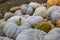 Different varieties of squashes and pumpkins. Colorful halloween vegetables