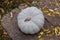 Different varieties of squashes and pumpkins. Colorful halloween vegetables