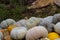 Different varieties of squashes and pumpkins. Colorful halloween vegetables