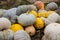 Different varieties of squashes and pumpkins. Colorful halloween vegetables