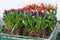 Different varieties of tulips in boxes on table in greenhouse grown for sale for holiday and landscaping of city parks and gardens