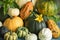 Different varieties and types of pumpkins with pumpkin flowers. The symbol of the harvest and soybeans is the fruit of the pumpkin