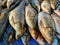 different variety of carp fish sale in indian bangladeshi fish market