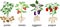 Different vegetable nightshade plants pepper, tomato, potato and eggplant with crop. General view of plant with root system