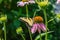 A different view of Eastern tiger swallowtail butterfly in a field of Echinacea Coneflowers