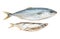 Different whitefish on white background