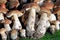 Different wild mushrooms arranged edible mushrooms