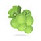 Different wine grapes. Green grapes, 3d vector icon