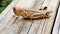 A Differential Grasshopper on old wood railing