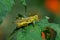 Differential grasshopper is a species of grasshopper the genus Melanoplus.