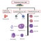 Differentiation of Blood cells