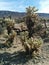 Differently sized cholla jumping cacti in Joshua Tree National Park