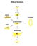 Differon fibroblasts scheme, Formation of the extracellular matrix mainly fibroblasts