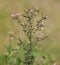 Diffuse knapweed with pink flowers, Centaurea diffusa