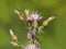 Diffuse knapweed with pink flowers, Centaurea diffusa