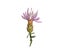 Diffuse knapweed with pink flowers isolated on white, Centaurea diffusa