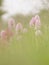 Diffused spring background. wild orchids: orchid italica in its natural environment. Extemadura, Spain