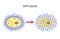 Diffusion Across Cell Membranes