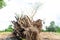 Dig bamboo tree cut root for use to plant