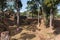 Dig Site Marked Trees by at Wat Pra Khaeo Kamphaeng Phet Province, Thailand