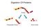 Digestion of protein vector protein polypeptide chains amino acid