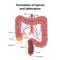 Digestive process in humans