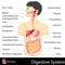 Digestive System