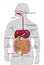 digestive system pictures