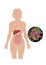 Digestive system and gut bacterias