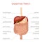 Digestive tract