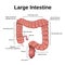 Digestive tract image intestine