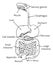 Digestive Tract System Illustration