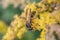 Digger-wasp