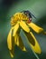 A digger wasp in profile works on a yellow flower